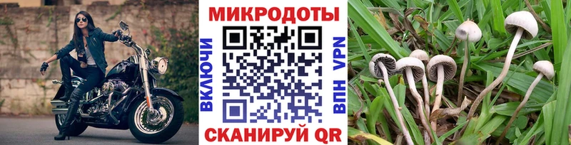 Купить  Родники  Псилоцибиновые грибы Psilocybe 